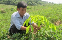 Quảng Bình: “Đánh cược” với cây cao su