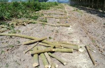 Chặt phá cao su vì ế ẩm – Bài 2