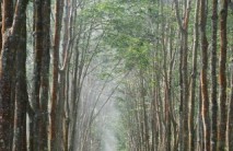 Kinh nghiệm phòng trị bệnh phấn trắng tại Công ty TNHH MTV Cao su Kon Tum