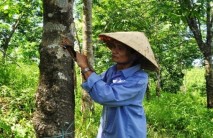 Sướng nhờ cao su, khổ cũng tại … cao su!