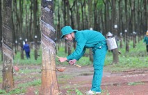 Trồng đúng giống + Chăm sóc tốt = Cao su vẫn có lãi