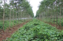 Doanh nghiệp cao su tìm cách vượt khó