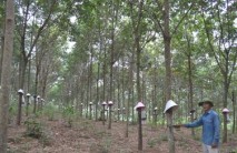 Phát triển cao su tiểu điền: Không nên “ăn xổi ở thì”