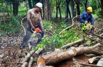 VRG: Ban hành quy chế bán cao su thanh lý