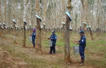 Cao su khóc ròng vì Trung Quốc khống chế đầu ra