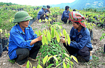 Công nhân cao su tại Sơn La giảm thu nhập, đời sống khó khăn