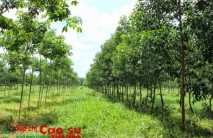 Thay đổi mật độ cao su tái canh trồng mới