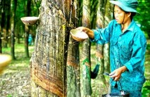 Lối thoát nào cho cây cao su ?