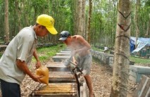 Thu nhập hàng trăm triệu từ nuôi ong trong vườn cao su