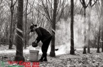 Cao su bước vào mùa cạo mới: Lấy lượng bù chất