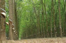 Giá cao su giảm, doanh nghiệp ước lợi nhuận quý II thấp