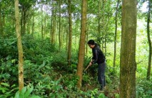 Nhiều lợi ích khi trồng xen keo lai trong vườn cao su