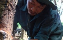 Cao su Đồng Phú tiên phong áp dụng rộng rãi cạo D4