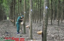 Cao su Dầu Tiếng: Cam kết thu mua cao su tiểu điền cao hơn giá thị trường