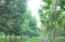 Ban hành quy định quản lý trồng xen trên đất cao su