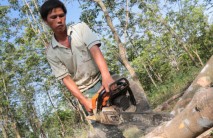 Lại chặt trên 700ha cao su để trồng điều và cây khác