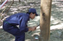 Nắng hạn kéo dài, khai thác chậm tiến độ