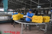 Cao su Dầu Tiếng: Tổng doanh thu 6 tháng đạt 558 tỷ đồng