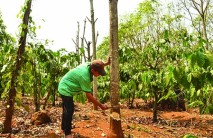 Nông dân Đăk Nông chặt cao su: Thiệt hại vì tin đồn