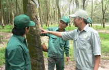 Công ty TNHH MTV Cao su Bình Thuận: Tổ chức thu mua gắn kết chặt chẽ với hộ nông dân