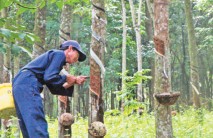 Trồng cao su là “bài toán” dài hạn