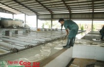 Cải tiến công nghệ mủ tờ RSS