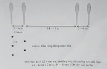 Trồng cao su theo hàng kép